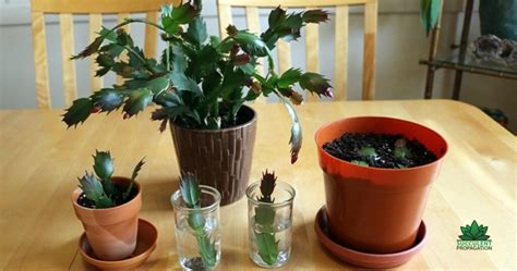 Propagating Christmas Cactus in Water .